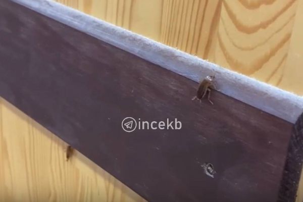 Посетители «Магнита» на ЖБИ сообщили о нашествии тараканов