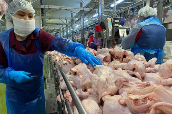 Птицефабрику «Рефтинская» газифицируют за 448 млн рублей