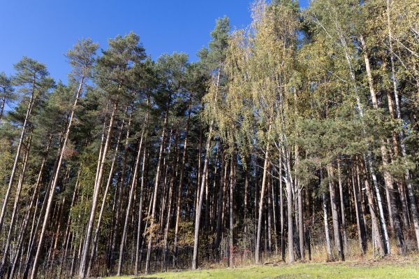 Опасный вид жуков-короедов обнаружен в лесах Красноуфимского района