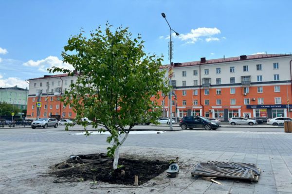 На улицах Первоуральска пенсильванскую вишню заменят на сибирскую яблоню, а сирень обыкновенную — на венгерскую