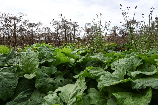 За борщевик на дачных участках начнут штрафовать уже в этом сезоне