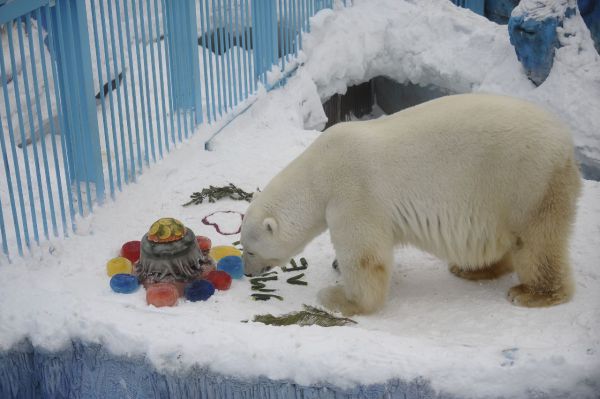 Прокуратура проверила обстоятельства гибели белого медведя Умки в екатеринбургском зоопарке