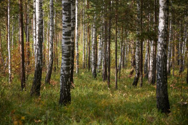 В Екатеринбурге станет больше зеленых зон