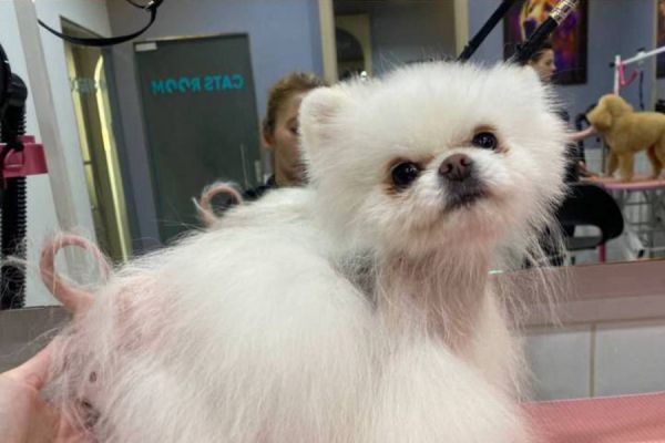 Уральский разработчик средств от облысения животных стал резидентом «Сколково»