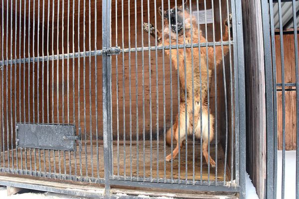 В Карпинске бездомные собаки покусали детей