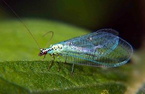 Нашествие насекомых переживает Средний Урал