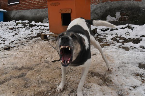 В Белоярском районе двое детей спустя год получили компенсацию за нападение бродячей собаки