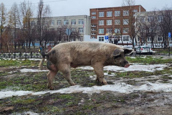 Суд  поставил точку. Разгуливающие по улицам Ревды свиньи отправятся к новому владельцу