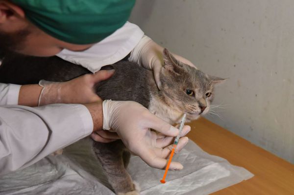 За год в Свердловской области спрос на ветеринаров вырос на 85 процентов