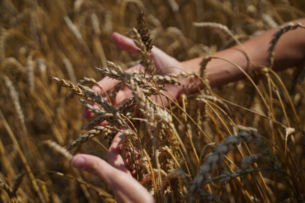 Со следующего года в регионе запустят новые меры поддержки фермеров