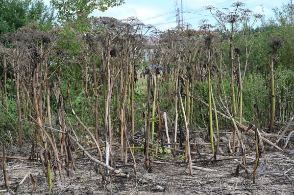 Фитодиверсантам - бой! Рослесхоз приговорил борщевик Сосновского к уничтожению
