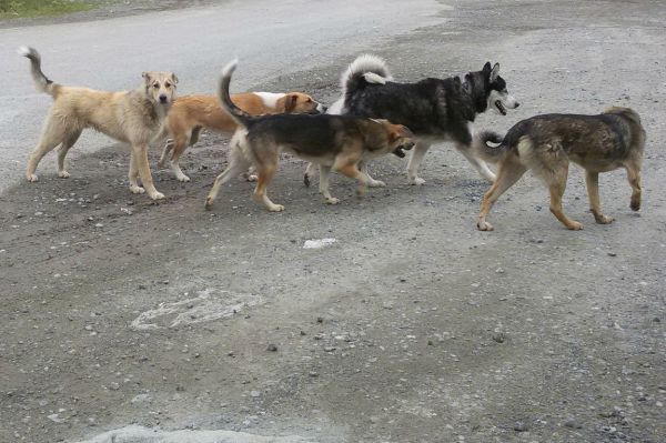 На Шарташе бродячие собаки напали на молодую маму с коляской