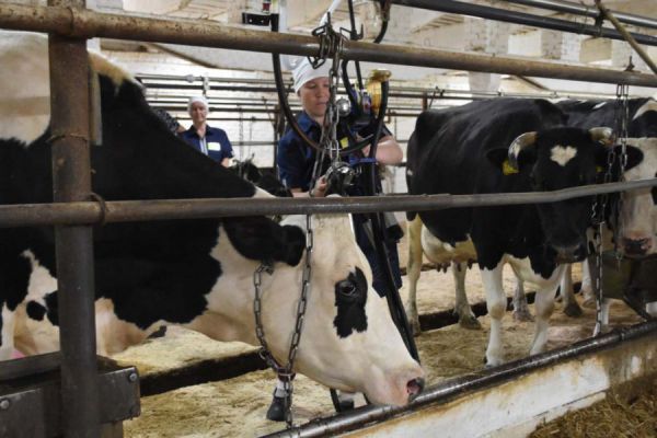 В Ирбитском районе построят ферму на 3600 коров