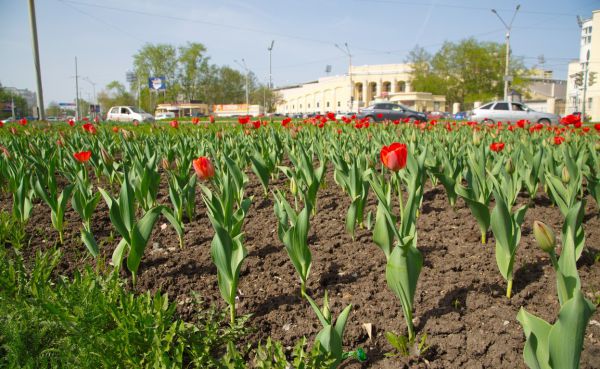 Зацвели первые тюльпаны