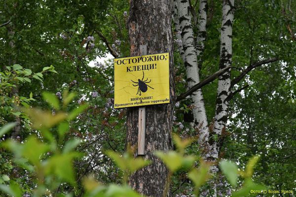 На Среднем Урале обработали от клещей 11,4 тысячи гектаров парков и пригородных лесов
