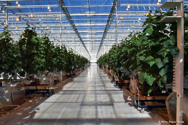 Тепличные хозяйства Урала планируют увеличить выпуск продукции