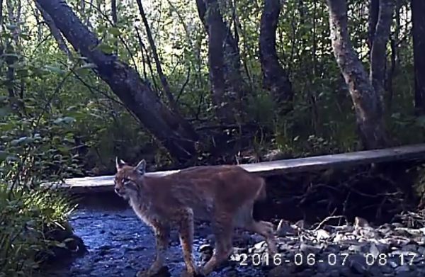 Рыси, медведи и лоси попали в видеоловушки Висимского заповедника