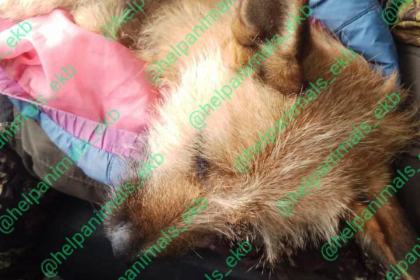 В Асбесте хозяин выбросил собаку из окна третьего этажа