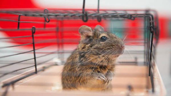 Козы, сурикаты, обезьяны, еноты и черепахи весь год катались в поездах дальнего следования на Свердловской железной дороге