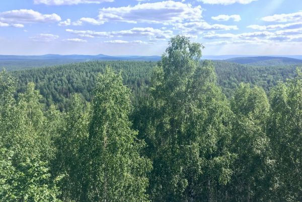 С весны по осень на Среднем Урале восстановят более 30 тысяч гектаров леса