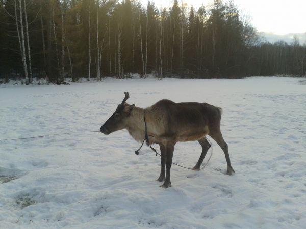 Пропал вожак