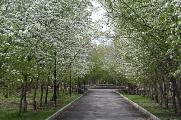 Еще три зеленые зоны Екатеринбурга получат статус особо охраняемых