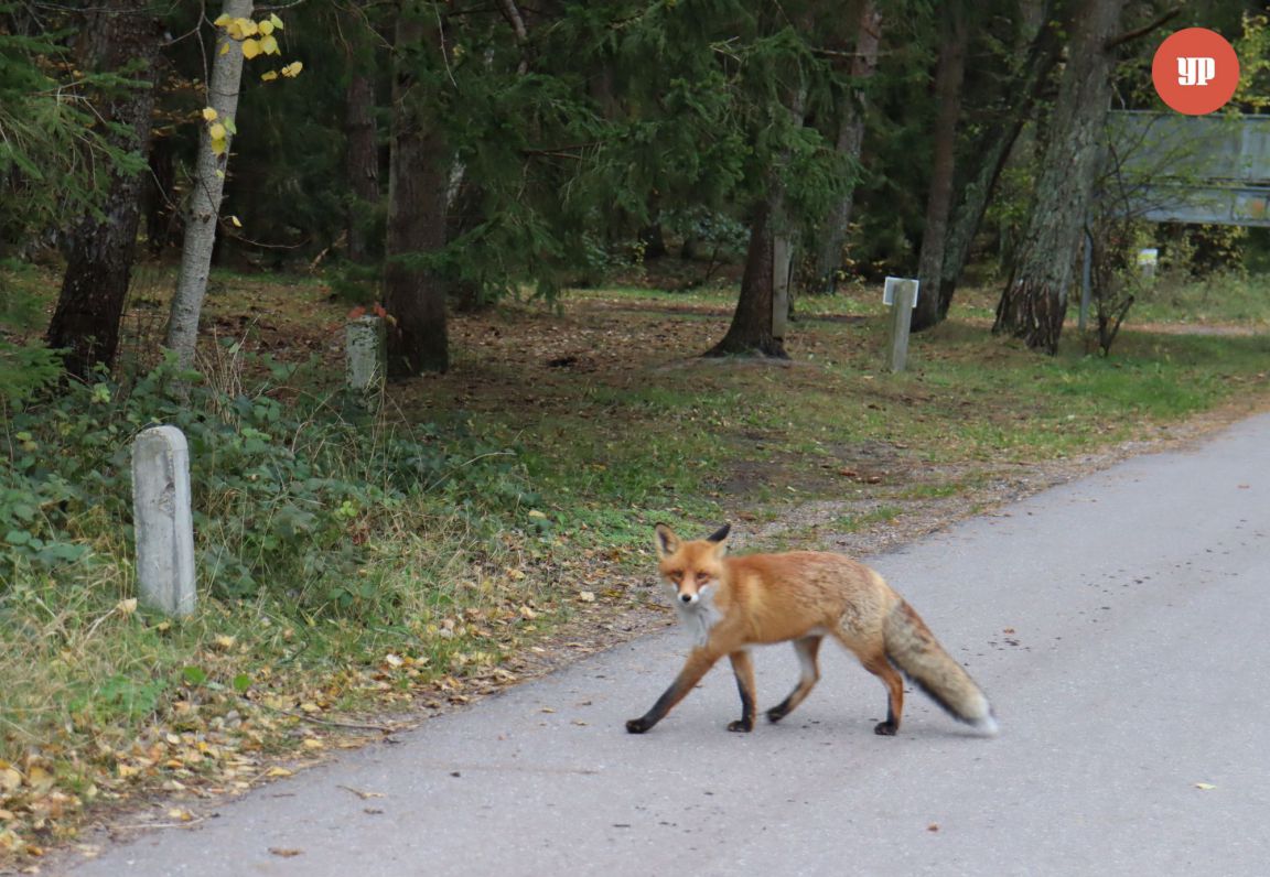 Незваные гости: на Урале животные все чаще выходят к людям, стирая границы между цивилизацией и дикой природой