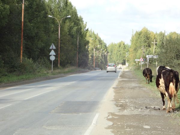 «Отвязные» коровы стали грозой автомобилистов