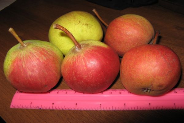 Уральские селекционеры вывели три новых сорта груши