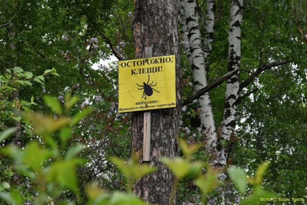Каждый второй клещ, обитающий на Среднем Урале, может заразить лайм-боррелиозом