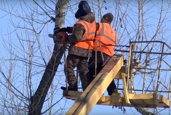 Омолодят 2,5 тысячи деревьев