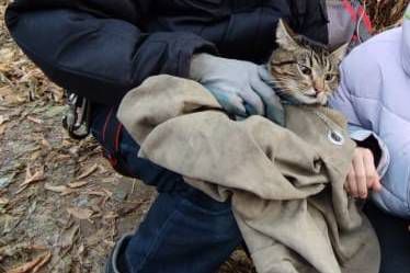 В Первоуральске зоозащитник снял с высокого дерева кота, просидевшего там двое суток