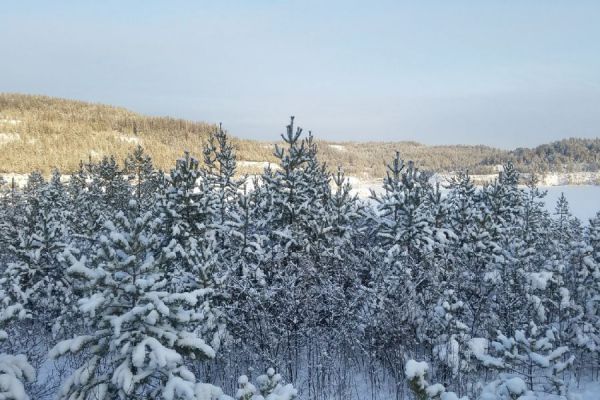 За пять лет в уральских лесах высадили деревья на площади 190 тысяч гектаров