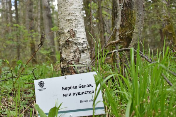 Уральские ученые доказали противодиабетические свойства вещества из березы