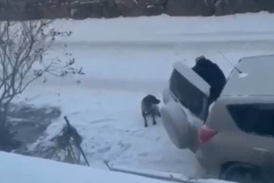 В Новоуральске местный житель избил собаку сначала щеткой, потом бейсбольной битой