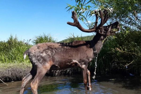 У свердловчанки с пастбища украли северного оленя