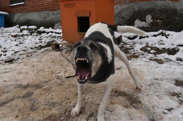 В Нижней Салде подростку помогли получить компенсацию за нападение бездомной собаки