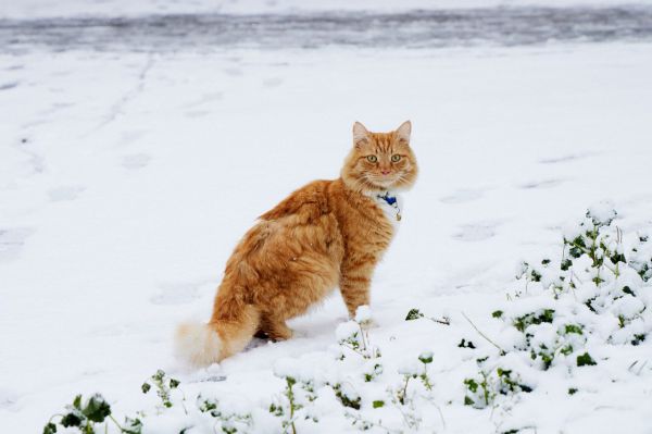 Кому доверить кота на праздники? Жители столицы Урала активно бронируют зоосервисы
