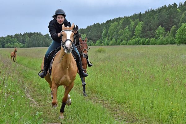 Как готовят коней к большим скачкам на Сабантуе. Фото