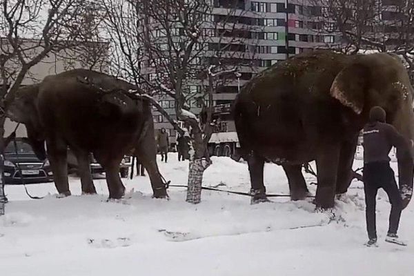 По центру Екатеринбурга разгуливали слоны: видео
