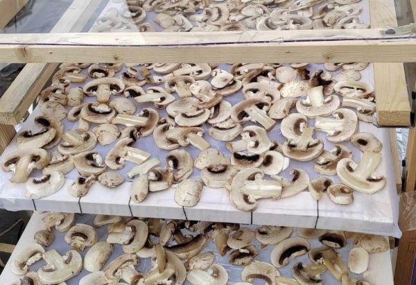 На Урале создали сушилку, которая работает даже без солнца ночью