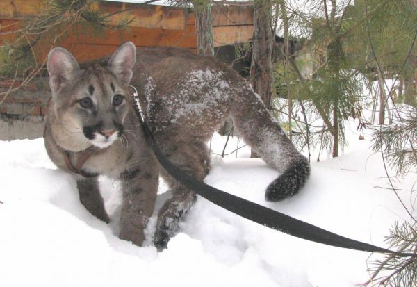 Слон с доставкой на дом