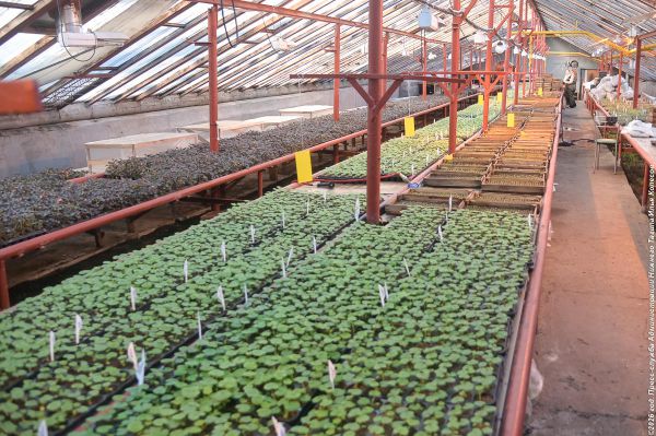 Зеленому питомнику в Нижнем Тагиле присвоено имя знаменитого уральского селекционера