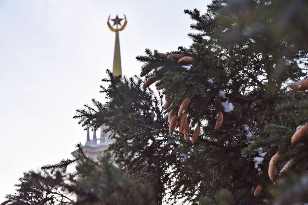 В Екатеринбург привезли главную новогоднюю ель