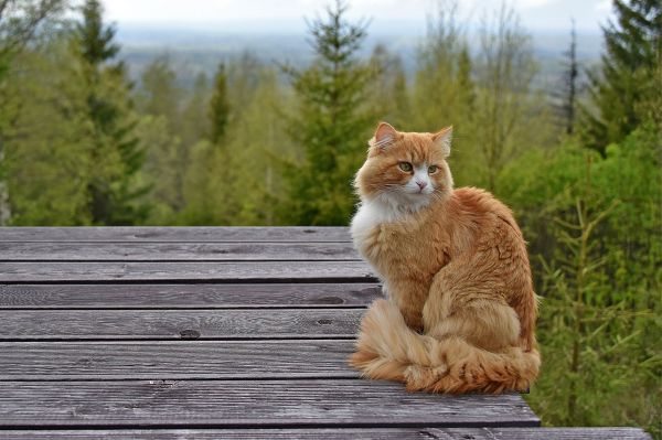 Житель Березовского, выбросивший с балкона кошку Мусю, отправился в колонию