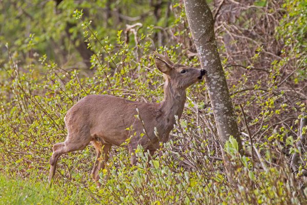 Свердловчанин заплатит больше 140 тысяч рублей за убийство косули