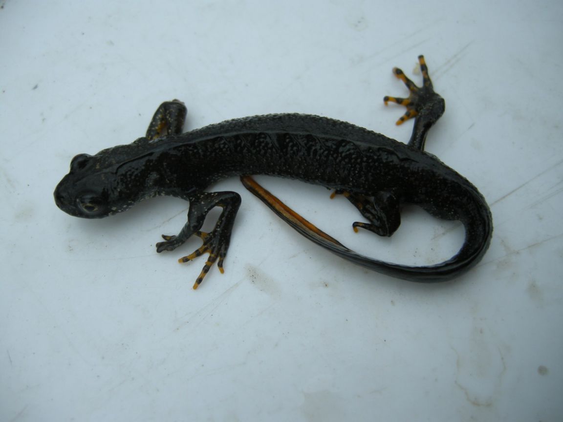 На грани исчезновения: ученые ищут способ спасти редкого тритона на Среднем Урале