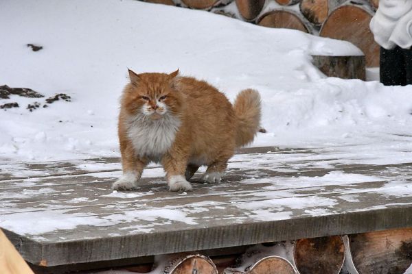 Придет похолодание: синоптики рассказали о погоде на первую рабочую неделю 2022 года
