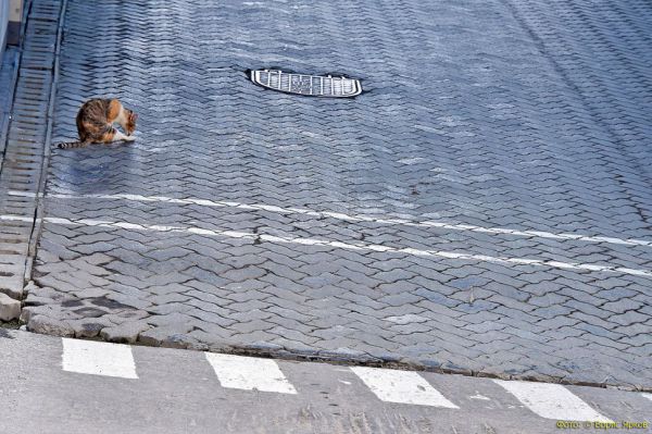 Екатеринбурженка рассказала, почему бросила кошек погибать на окраине