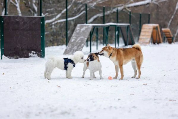 В Екатеринбурге появилась еще одна площадка для выгула собак